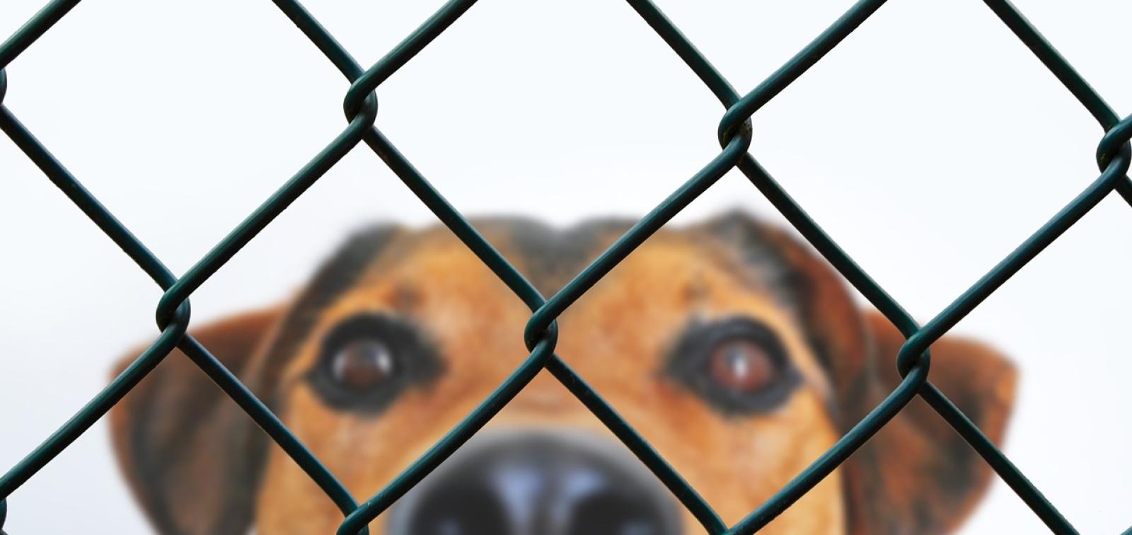 The Importance of Animal Rescue